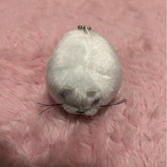 アザラシの画像