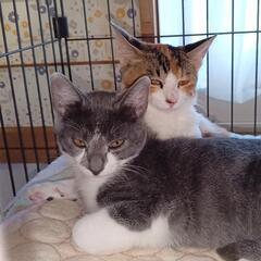 【里親さん決まりました】子猫4ヶ月２匹里親さんを探しています　あ...
