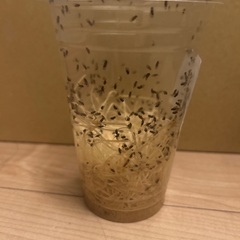 ショウジョウバエ　フライトレス　餌付き