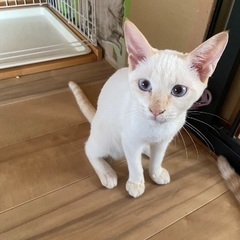 ゴロゴロ甘えん坊な男の子　