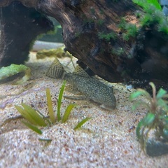 ミニブッシープレコ(熱帯魚)の画像