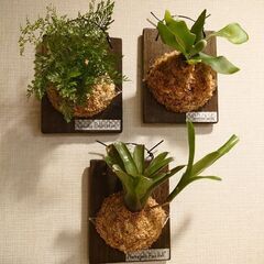 着生植物 板付け3点セット(ビカクシダ、ダバリア、ネオレゲリア)