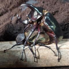 アトラスオオカブト 二齢幼虫