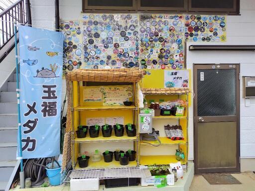 めだか無人販売　玉福メダカ　カラーシュリンプ