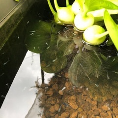 メダカの稚魚差し上げますの画像