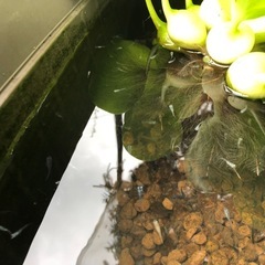 メダカの稚魚差し上げますの画像