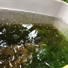 メダカの稚魚差し上げます