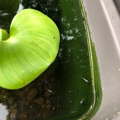 メダカの稚魚差し上げますの画像
