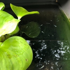 メダカの稚魚差し上げますの画像