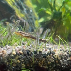 オトシンネグロの画像