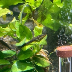 オトシンネグロの画像