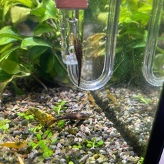 オトシンネグロの画像