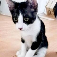 譲渡決定しましたm(_ _)m。 - 猫
