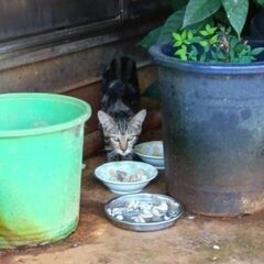 【この募集については終了です。ご検討いただいた皆様、ありがとうございました】交渉中のため、一時受付を止めます。(子猫２匹は行き先が決まりました→今、二人目の方と調整中です。)【分水】母猫１匹、雄猫１匹、１歳程度が１匹 − 新潟県