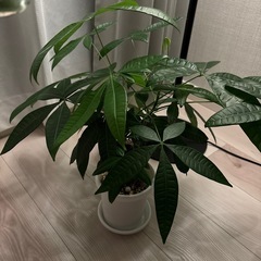 観葉植物　パキラ　 4号鉢