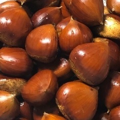 終了しました　栗拾い　今年は量少ないため期間限定の画像