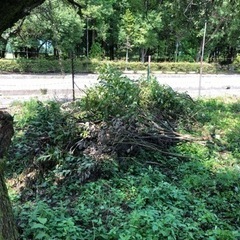 終了しました　栗拾い　今年は量少ないため期間限定の画像