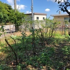 終了しました　栗拾い　今年は量少ないため期間限定の画像