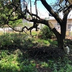 終了しました　栗拾い　今年は量少ないため期間限定の画像