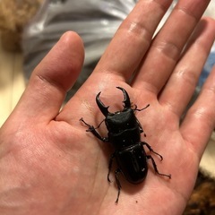 ヒラタクワガタ　♂単品＋α