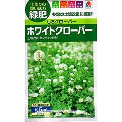 ホワイトクローバーの種🍀