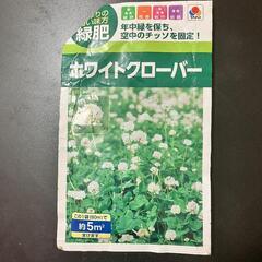 ホワイトクローバーの種🍀の画像