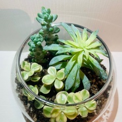 多肉植物　寄せ植え　そのまま飾れる
