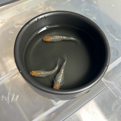 ✨第4段！人気品種メダカ✨🪷アイスブレイク  稚魚〜若魚10匹＆...
