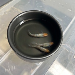 ✨第4段！人気品種メダカ✨🪷アイスブレイク  稚魚〜若魚10匹＆オオミジンコ＆アオウキクサ＆新品10Ｌバケツの4点セット🪷の画像