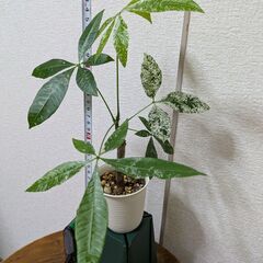 パキラ・ミルキーウェイ D2-1 