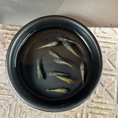 ✨第4段！人気品種メダカ✨🪷ユリサファ×ラメ王  稚魚〜若魚10...