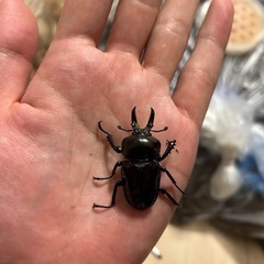 ニジイロクワガタ　♂単品