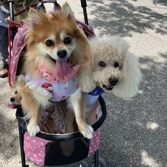 犬友達を募集いたします。 - 木更津市