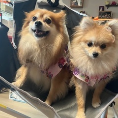 犬友達を募集いたします。 - 友達