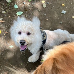 犬友達を募集いたします。 - メンバー募集