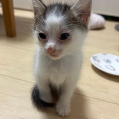 【2024.8.5生】白✖️黒メス　里親募集中！