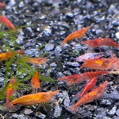 赤いヌマエビ×10匹