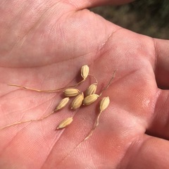古米と新米🌾
