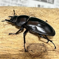 【取引予定】フォルスターフタマタクワガタ　キヨタミ亜種　トリオ①の画像