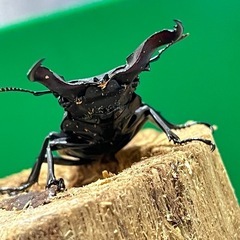 【取引予定】フォルスターフタマタクワガタ　キヨタミ亜種　トリオ①の画像