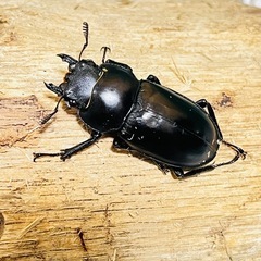 【取引予定】フォルスターフタマタクワガタ　キヨタミ亜種　トリオ①の画像