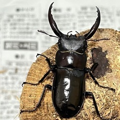 【取引予定】フォルスターフタマタクワガタ　キヨタミ亜種　トリオ①