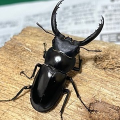 フォルスターフタマタクワガタ　キヨタミ亜種　トリオ②