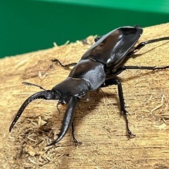 フォルスターフタマタクワガタ　キヨタミ亜種　トリオ②の画像