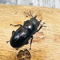 フォルスターフタマタクワガタ　キヨタミ亜種　トリオ②の画像