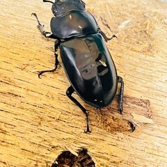 フォルスターフタマタクワガタ　キヨタミ亜種　トリオ②の画像