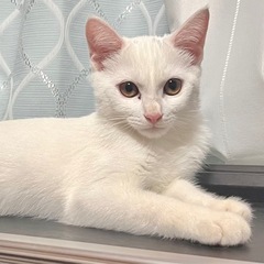  🐾良い里親さん決まりました🐾