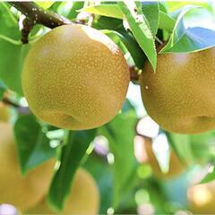 茨城県産キズあり「梨6キロ」9月15日か16日手渡し可能な方限定の画像