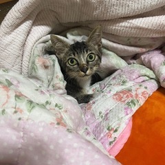 里親募集中…✨