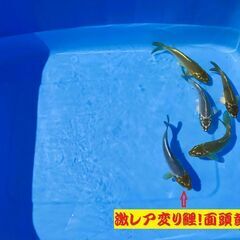 錦鯉販売しています！２０２４年生れ・自家産！激レア品種！変り鯉・品評会用！セレクト個体！5本セット販売！の画像